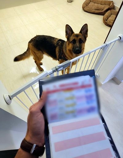A German shepherd standing in its own hallway while its vaccination record book is completed during a home visit