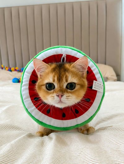 A young golden British shorthair cat wearing a soft recovery collar, resting on a bed at home after an operation