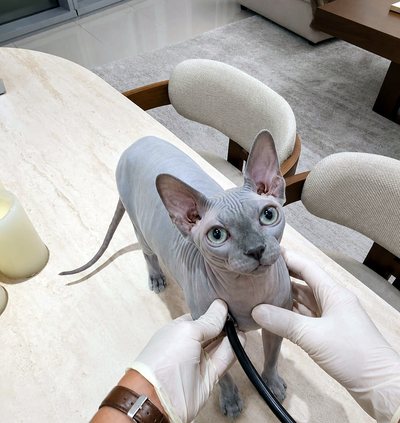 A sphynx cat standing calmly on a dining table while a veterinarian listens to its chest with a stethoscope